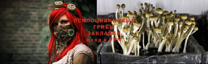 Галлюциногенные грибы Psilocybe  наркотики  Кстово 